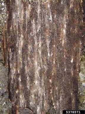 European spruce bark beetle (Ips typographus ) on spruce (Picea spp. ) - 5378571
