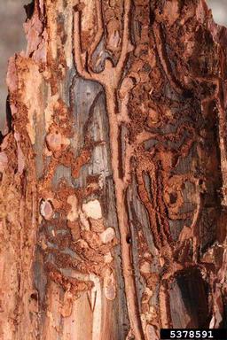 six-spined engraver beetle (Ips sexdentatus ) on pine (Pinus spp. ) - 5378591