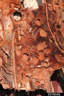 six-spined engraver beetle (Ips sexdentatus ) on pine (Pinus spp. ) - 5378592