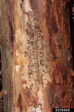 bark beetle (Orthotomicus robustus ) on pine (Pinus spp. ) - 5378609