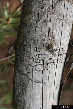 lesser pine shoot beetle (Tomicus minor ) on pine (Pinus spp. ) - 5378619