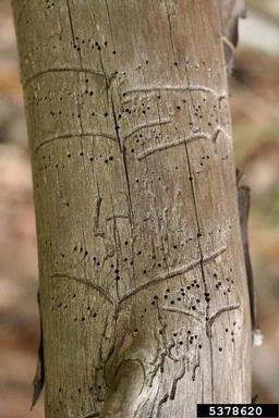 lesser pine shoot beetle (Tomicus minor ) on pine (Pinus spp. ) - 5378620