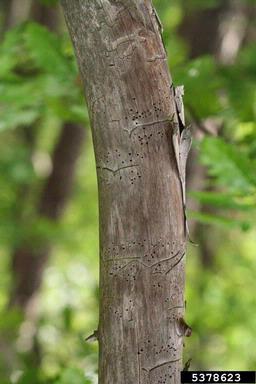 lesser pine shoot beetle (Tomicus minor ) on pine (Pinus spp. ) - 5378623