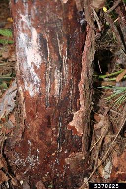 larger pine shoot beetle (Tomicus piniperda ) on pine (Pinus spp. ) - 5378625