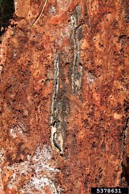 larger pine shoot beetle (Tomicus piniperda ) on pine (Pinus spp. ) - 5378631