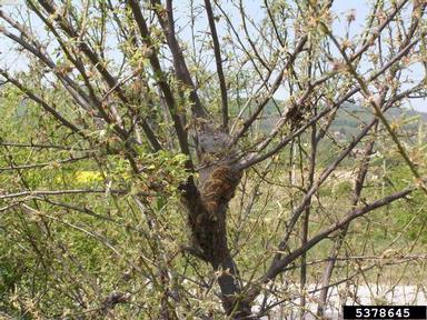 browntail moth, Euproctis chrysorrhoea  (Lepidoptera: Lymantriidae) - 5378645