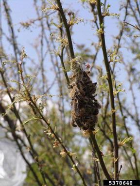 browntail moth, Euproctis chrysorrhoea  (Lepidoptera: Lymantriidae) - 5378648