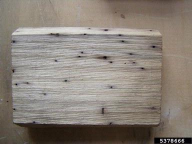 large timberworm, Elateroides dermestoides  (Coleoptera: Lymexylidae) - 5378666