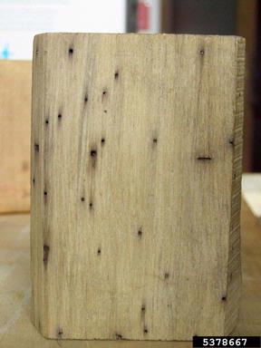 large timberworm, Elateroides dermestoides  (Coleoptera: Lymexylidae) - 5378667