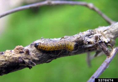 leopard moth, Zeuzera pyrina  (Lepidoptera: Cossidae) - 5378674