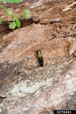 oak splendour beetle (Agrilus biguttatus ) on oak (Quercus spp. ) - 5378681