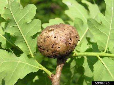 oak apple gall wasp (Biorhiza pallida ) on oak (Quercus spp. ) - 5378696