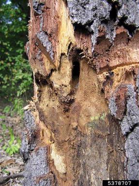 great capricorn beetle (Cerambyx cerdo ) on oak (Quercus spp. ) - 5378707
