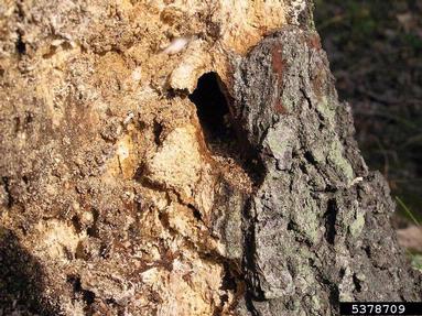 great capricorn beetle (Cerambyx cerdo ) on oak (Quercus spp. ) - 5378709