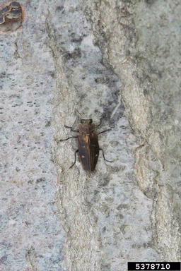 Gold pit oak splendour beetle (Chrysobothris affinis ) on oak (Quercus spp. ) - 5378710