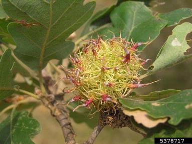 Cynipid gall wasp (Andricus caputmedusae ) on oak (Quercus spp. ) - 5378717