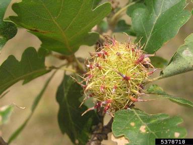 Cynipid gall wasp (Andricus caputmedusae ) on oak (Quercus spp. ) - 5378718