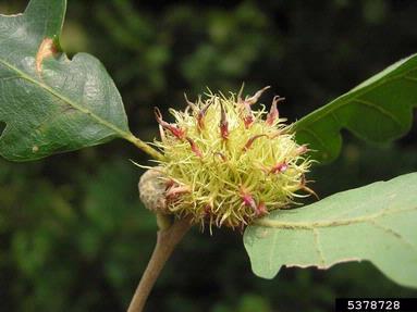Cynipid gall wasp (Andricus caputmedusae ) on oak (Quercus spp. ) - 5378728