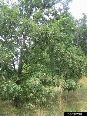 gall midge (Dryomia circinnans ) on oak (Quercus spp. ) - 5378738