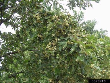 gall midge (Dryomia circinnans ) on oak (Quercus spp. ) - 5378740