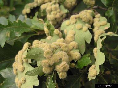 gall midge (Dryomia circinnans ) on oak (Quercus spp. ) - 5378751