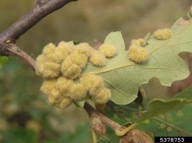 gall midge (Dryomia circinnans ) on oak (Quercus spp. ) - 5378753