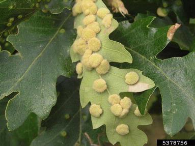 gall midge (Dryomia circinnans ) on oak (Quercus spp. ) - 5378756