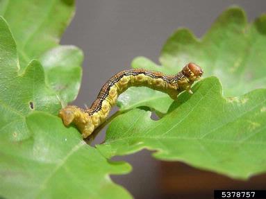 mottled umber moth (Erannis defoliaria ) on oak (Quercus spp. ) - 5378757
