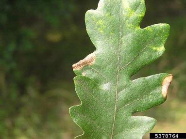 leaf blotch miner moth (Phyllonorycter heegeriella ) on oak (Quercus spp. ) - 5378764