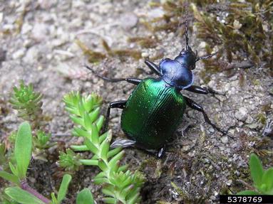 forest caterpillar hunter, Calosoma sycophanta  (Coleoptera: Carabidae) - 5378769