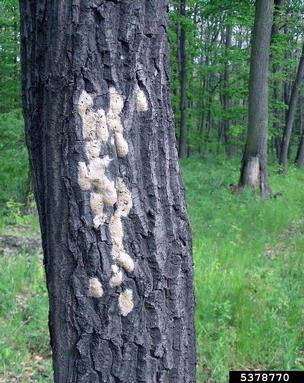 gypsy moth (Lymantria dispar ) on oak (Quercus spp. ) - 5378770