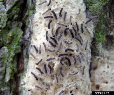 gypsy moth (Lymantria dispar ) on oak (Quercus spp. ) - 5378771