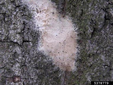 gypsy moth (Lymantria dispar ) on oak (Quercus spp. ) - 5378779
