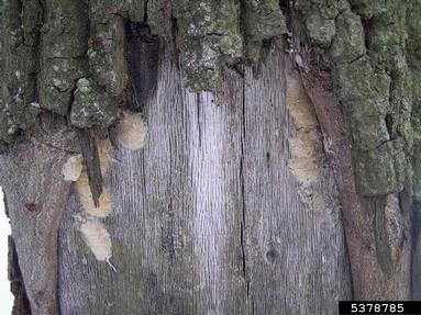 gypsy moth (Lymantria dispar ) on oak (Quercus spp. ) - 5378785
