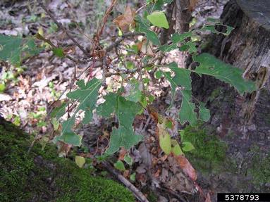 gypsy moth (Lymantria dispar ) on oak (Quercus spp. ) - 5378793