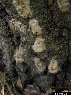 gypsy moth (Lymantria dispar ) on oak (Quercus spp. ) - 5378803