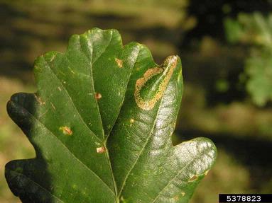leaf blotch miner moth (Phyllonorycter roboris ) on oak (Quercus spp. ) - 5378823