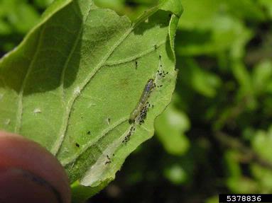 European oak leaf roller (Tortrix viridana ) on oak (Quercus spp. ) - 5378836
