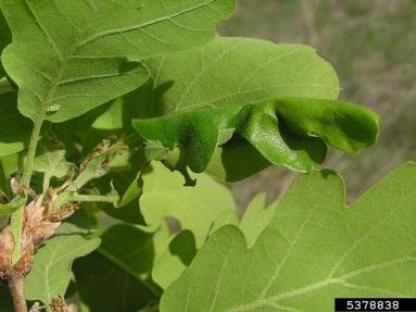 European oak leaf roller (Tortrix viridana ) on oak (Quercus spp. ) - 5378838