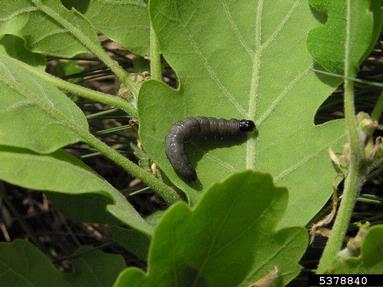 European oak leaf roller (Tortrix viridana ) on oak (Quercus spp. ) - 5378840