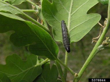 European oak leaf roller (Tortrix viridana ) on oak (Quercus spp. ) - 5378844