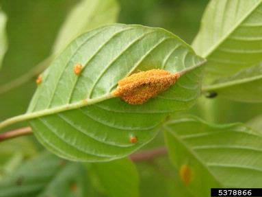 crown rust (Puccinia coronata ) on glossy buckthorn (Frangula alnus ) - 5378866