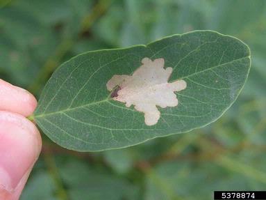 locust digitate leaf miner (Parectopa robiniella ) on black locust (Robinia pseudoacacia ) - 5378874