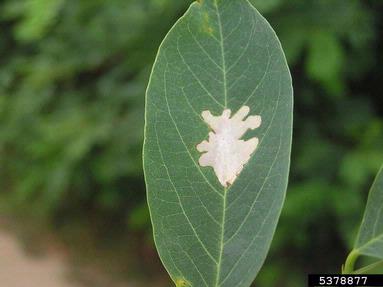 locust digitate leaf miner (Parectopa robiniella ) on black locust (Robinia pseudoacacia ) - 5378877