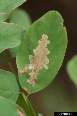 locust digitate leaf miner (Parectopa robiniella ) on black locust (Robinia pseudoacacia ) - 5378878