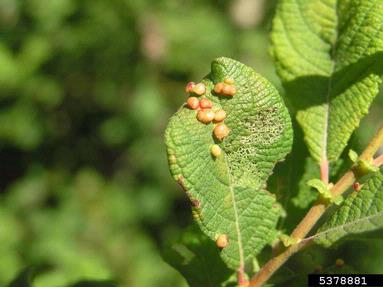 willow leaf gall mite (Aculus tetanothrix ) on willow (Salix spp. ) - 5378881