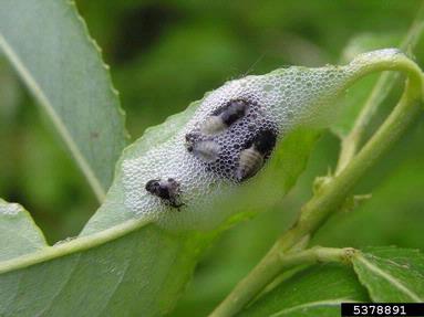 spittlebug (Aphrophora salicina ) on willow (Salix spp. ) - 5378891