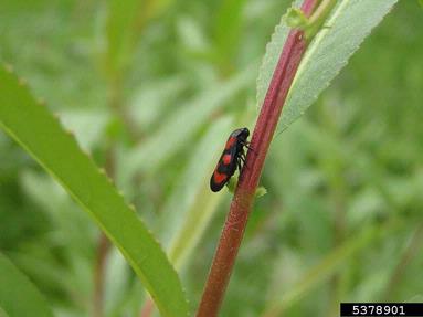 froghopper (Cercopis vulnerata ) on willow (Salix spp. ) - 5378901