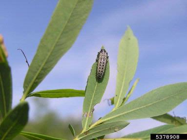 willow leaf beetle (Chrysomela vigintipunctata ) on willow (Salix spp. ) - 5378908