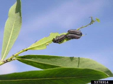 willow leaf beetle (Chrysomela vigintipunctata ) on willow (Salix spp. ) - 5378914